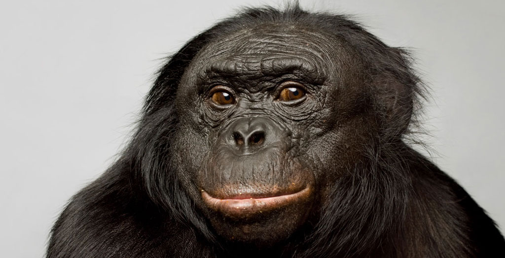 Kanzi adında bir bonobo, kameraya kendinden emin bir ifadeyle bakıyor